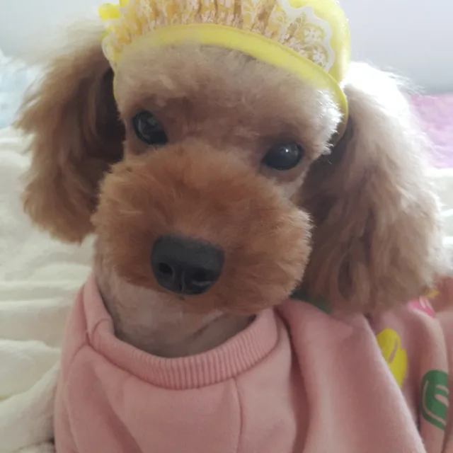 토이복순이