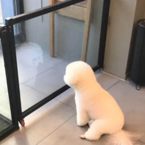 완두콩