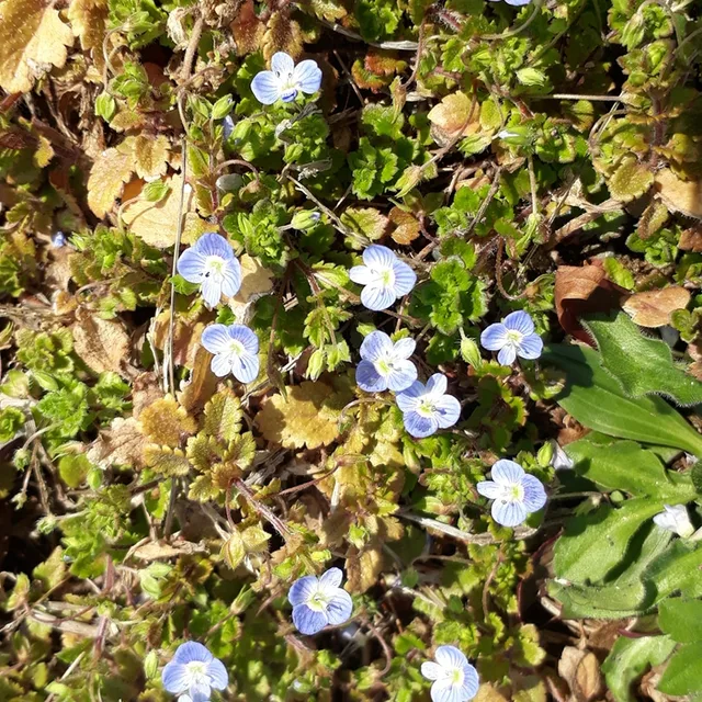 profile