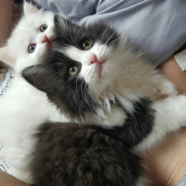 으나맘