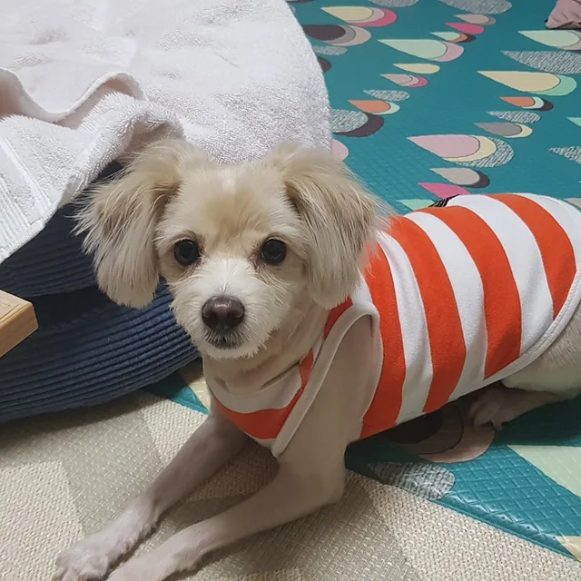 짱구아빠