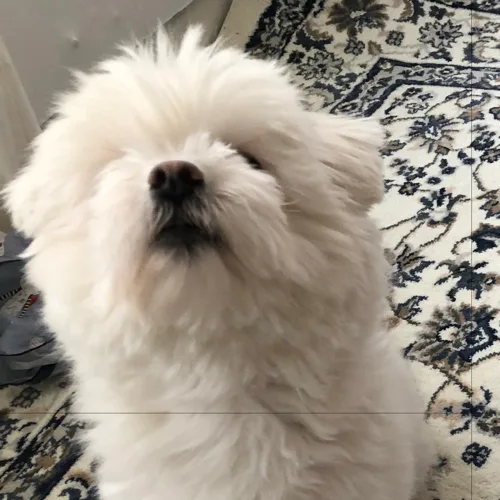 덕끠
