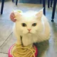 고양이
