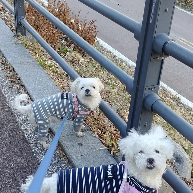 반려동물입양해주세요