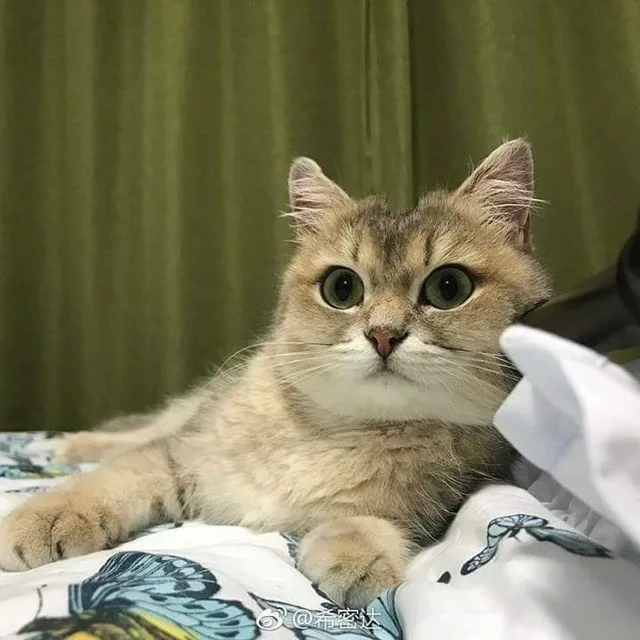 갈지마오
