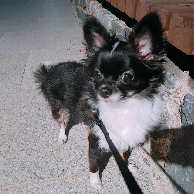 다파