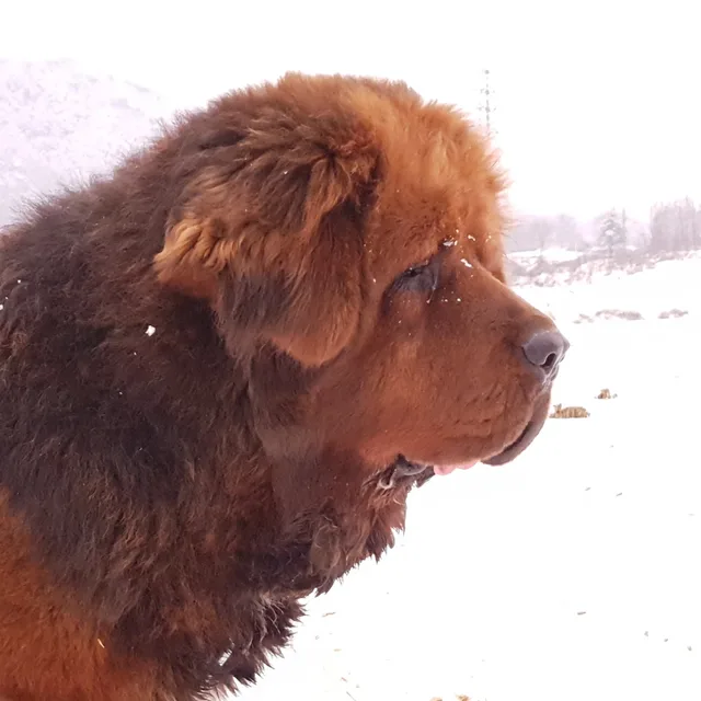 profile