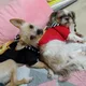 교동투투토니