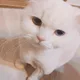냥냥팡팡