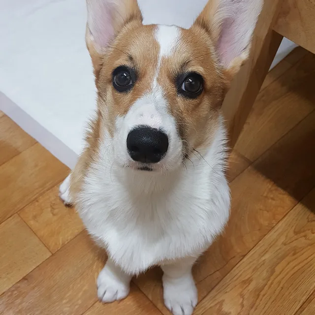 현미