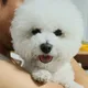 알라뽕