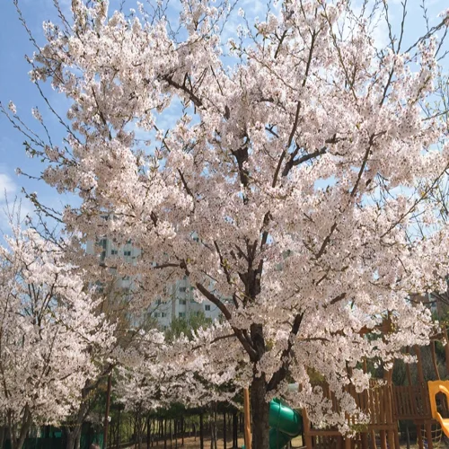 보리차