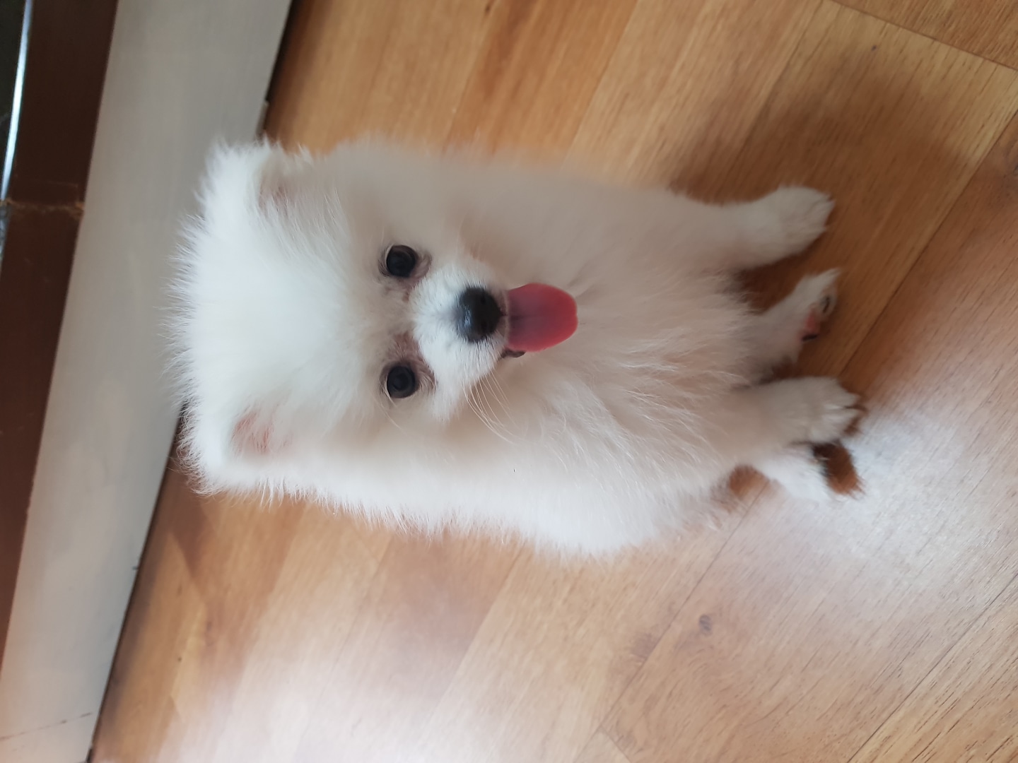 김사빈