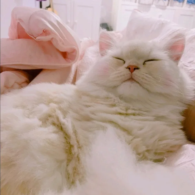 하오