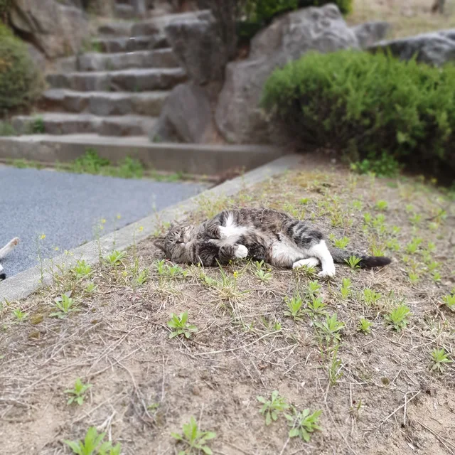 누리야