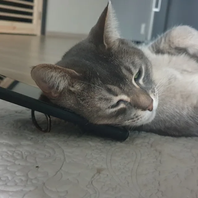 홍아랑아