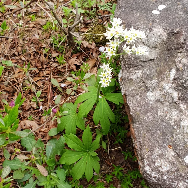 청산백운