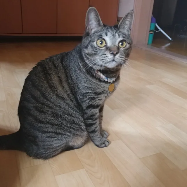 큐큐