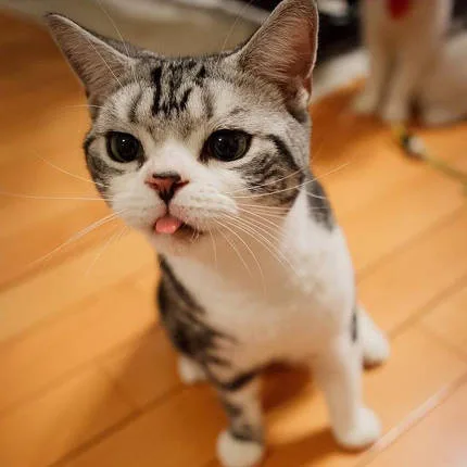 C꼬꼬