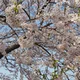 엘리자백수