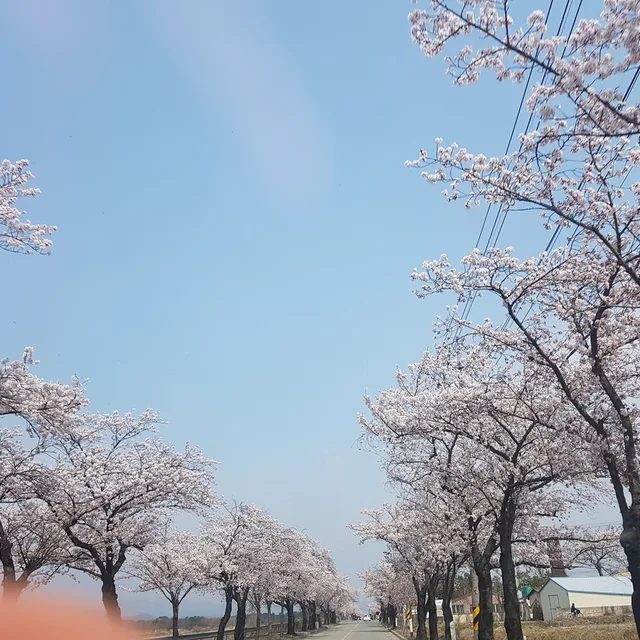 미야