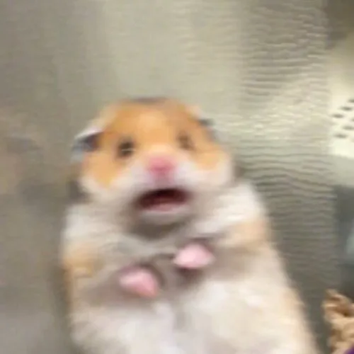 햄스터