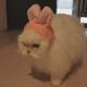 떠우