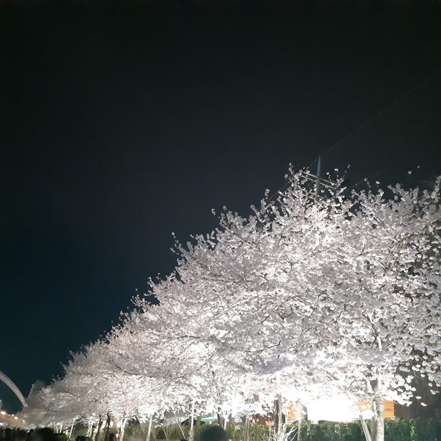 늘사랑