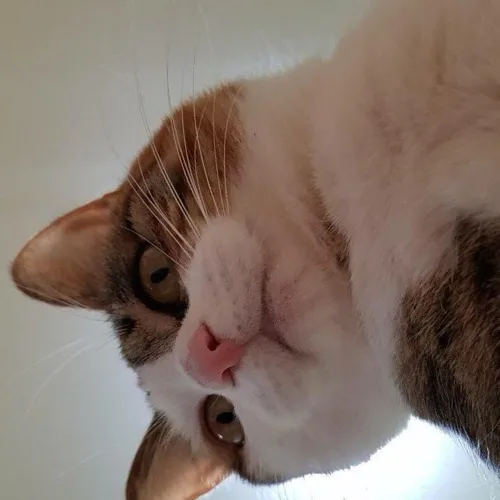 정당근