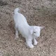 찰떡
