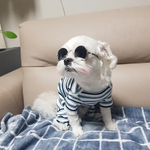 코코아빠