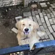덕구스