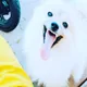댕댕이아빠