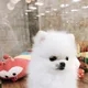 YOON