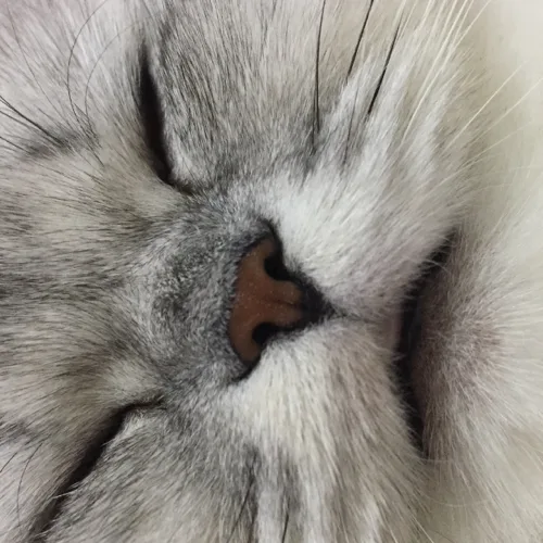 복자
