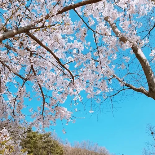 메이쩡