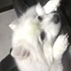 디오