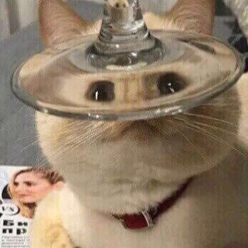 고냥