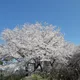 노서영