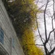 민트향