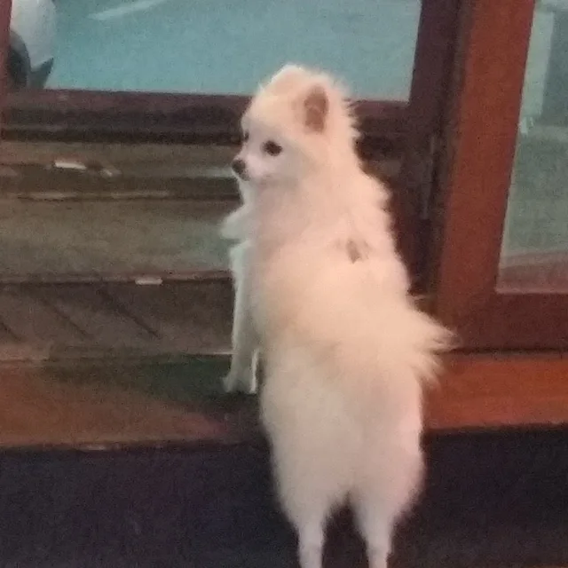 뿌꾸