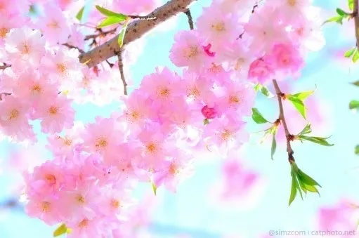 보리네
