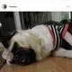 오구파파