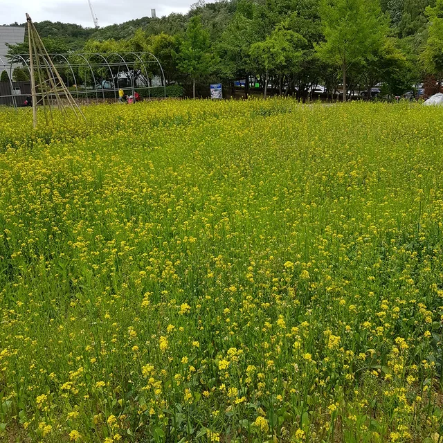 진이