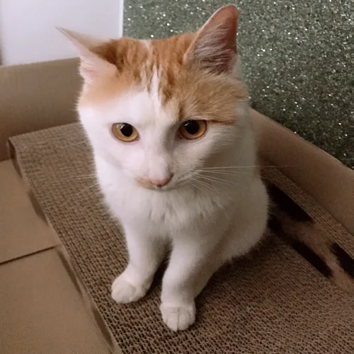 츄집사
