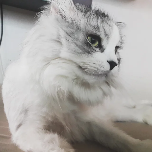 놀숲레이집사