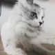 놀숲레이집사