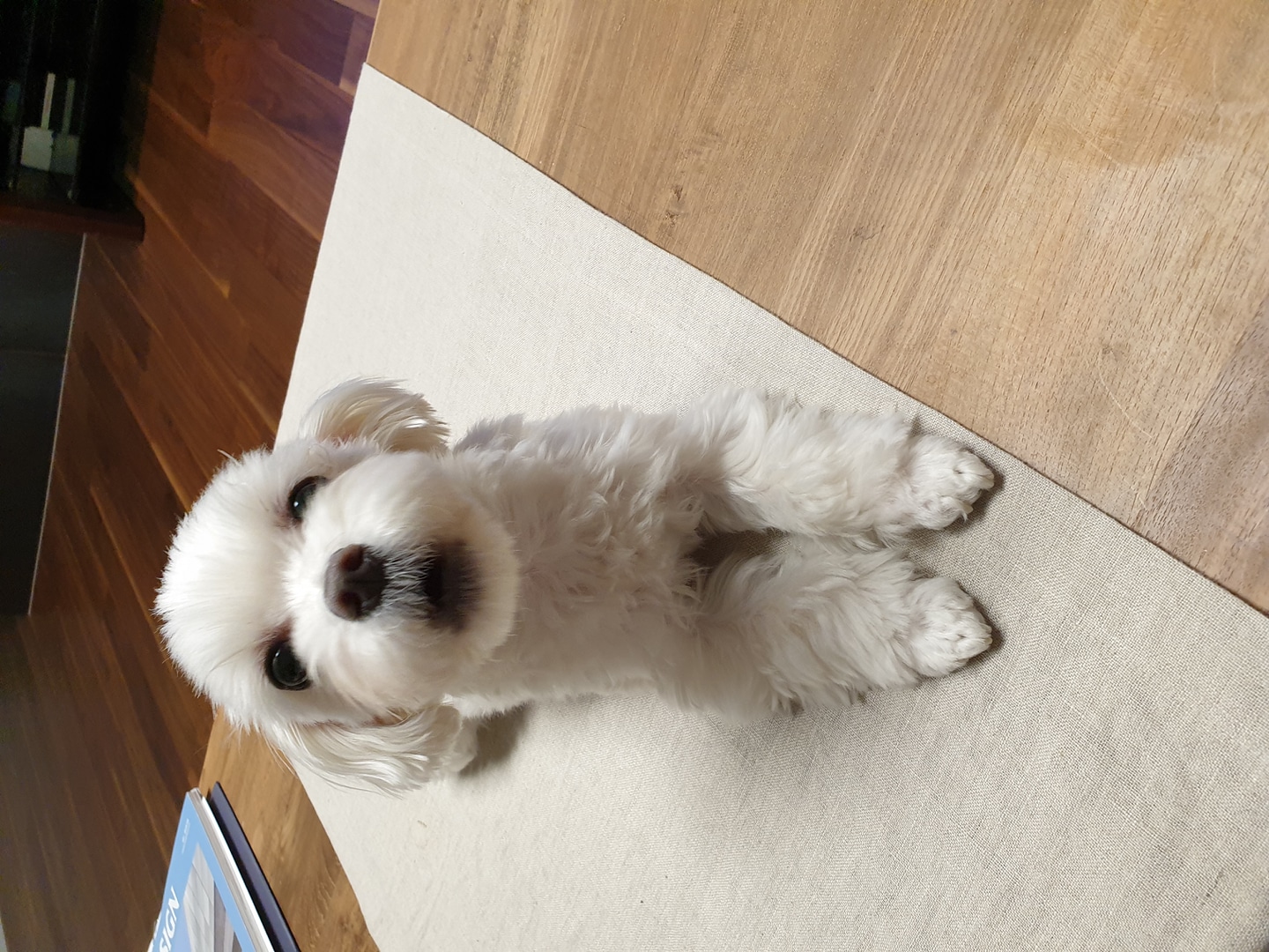 연필선인장