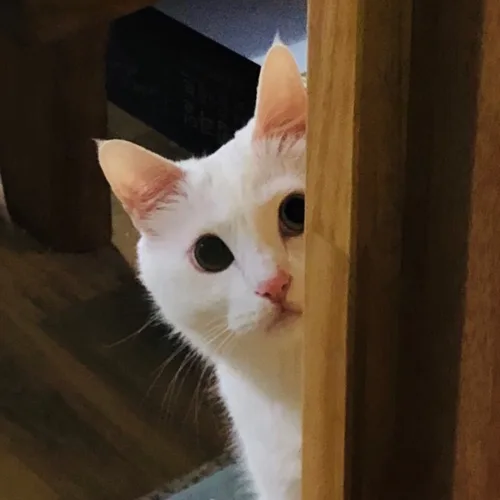 오융