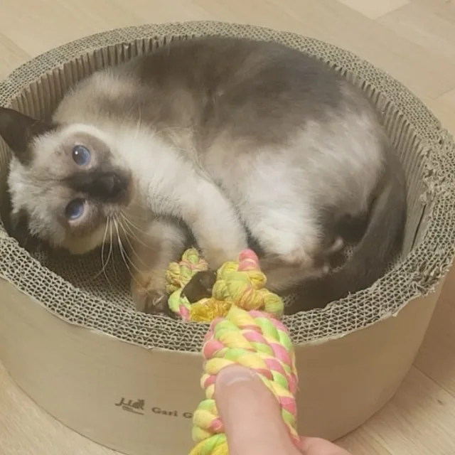 185cm헐크